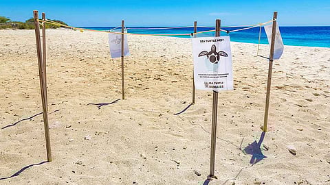protecting turtle eggs