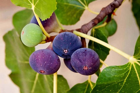Fig trees