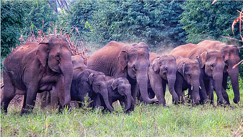 elephant count is decreasing 