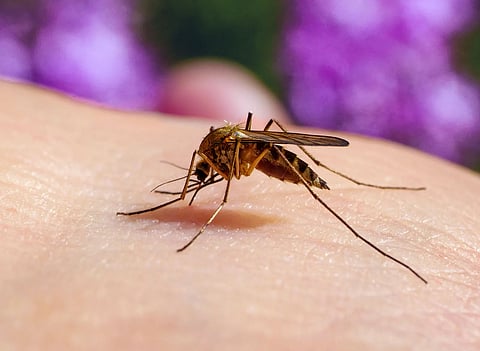 mosquito