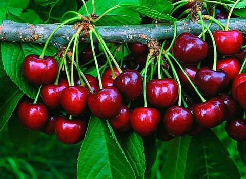  cherry fruit 
