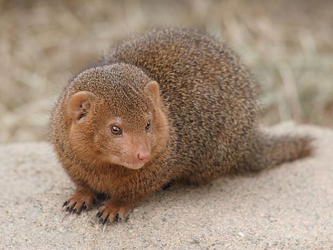 What happens if a Mongoose comes in front of you?