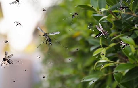 டெங்கு, மலேரியா வராமல் தடுக்க வீட்டுக்குள்ளேயே செய்ய வேண்டிய ஐந்து ரகசியங்கள்!