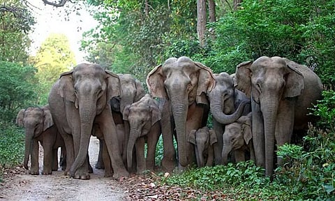elephant path