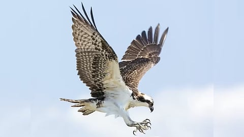 அதிர்ஷ்டம் உங்கள் வாசலைத் தேடி வர வேண்டுமா? சித்தர்கள் மறைத்து வைத்த 'பஞ்சபட்சி' ரகசியம்! இனி தொட்டதெல்லாம் துலங்கும்!