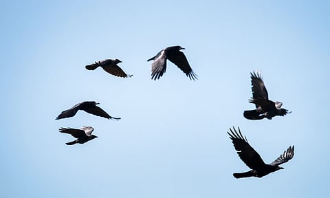 காகம் தலை மீது வட்டமிட்டால் என்ன அர்த்தம்..?