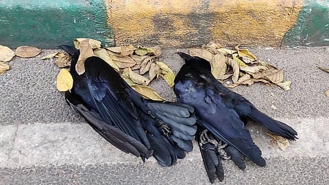 சென்னையில் பறவைக் காய்ச்சல் பீதி.. மனிதர்களுக்கும் பரவுமா?