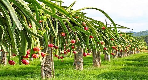 ஒரு ஏக்கரில் லட்சக்கணக்கில் லாபம்! குறைவான தண்ணீரில் அதிக மகசூல் தரும் இந்த பயிரைப் பற்றித் தெரியுமா?