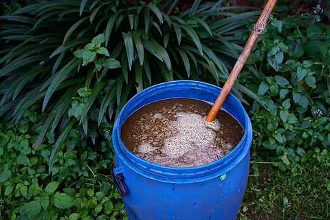 ரசாயன உரம் தேவையில்லை! உங்கள் பயிர்களைச் செழிக்க வைக்கும் 'பஞ்சகவ்யா' - வீட்டிலேயே தயாரிப்பது எப்படி?