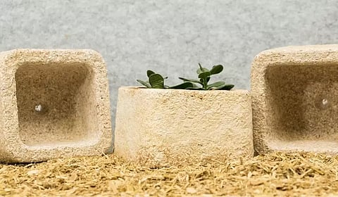 காளானிலிருந்து பேக்கிங் பெட்டிகளா? பிளாஸ்டிக்கை ஒழிக்கப் போகும் மாயாஜாலத் தொழில்நுட்பம்!