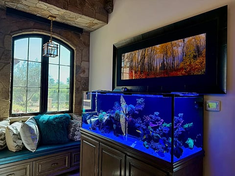 வீட்டில் மீன் தொட்டி வைத்தால் அதிர்ஷ்டமா? ஜோதிட ரகசியங்கள்