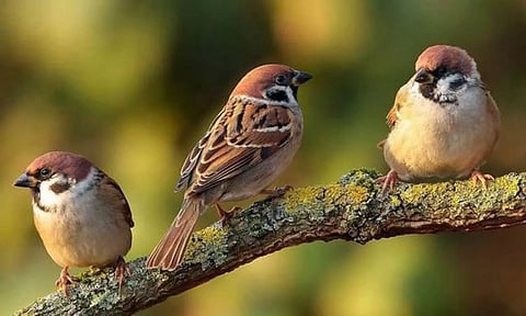 "அழிந்து வரும் அழகிய உயிரிகள்" - காலையில் நம்மை எழுப்பும் ‘கீச் கீச்’ சத்தம்.. உலக சிட்டுக்குருவிகள் தின EXCLUSIVE!