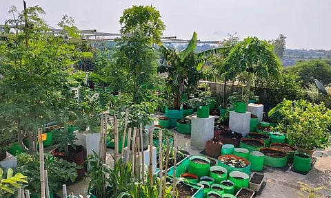 மாடித் தோட்டம் அமைக்க ஆசையா? குறைந்த செலவில் ரசாயனம் இல்லாத காய்கறிகளை உங்கள் வீட்டிலேயே வளர்க்கலாம்!