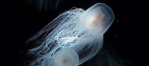 immportal jellyfish 