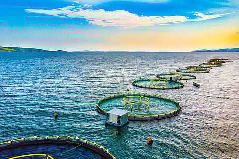 Ocean agriculture technology