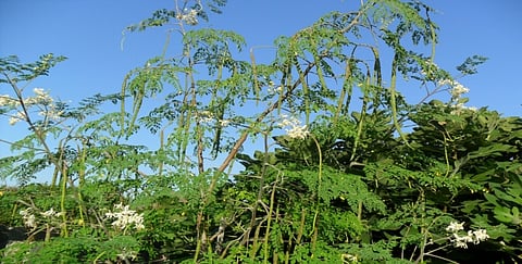 moringa tree 