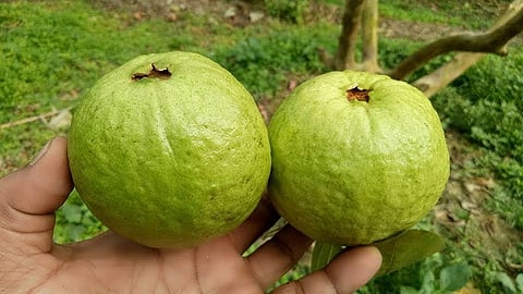 guava 