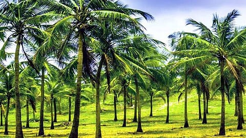 coconut-trees