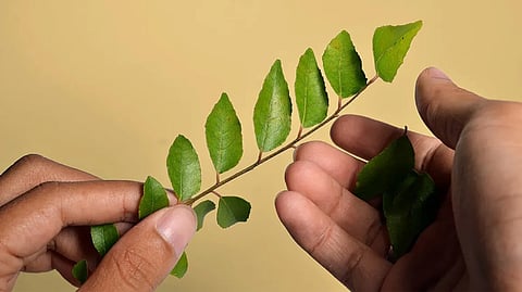  curry leaves 