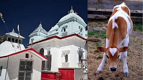 பஞ்சகவ்வியம் குடிக்கச்சொல்லும் கங்கோத்ரி கோவில் நிர்வாகம்