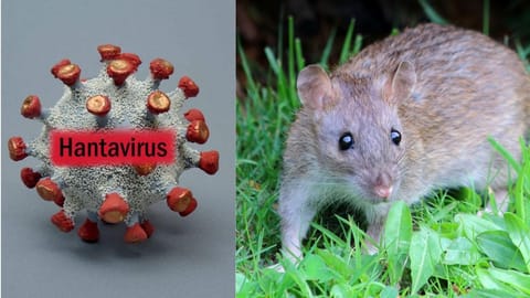 hantavirus