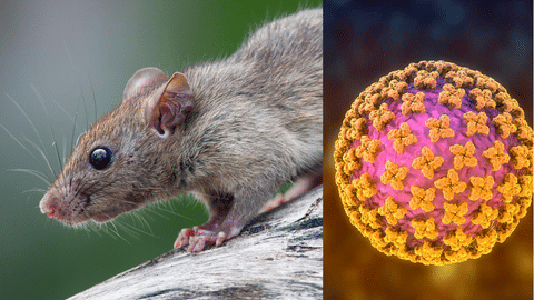 Andes Virus