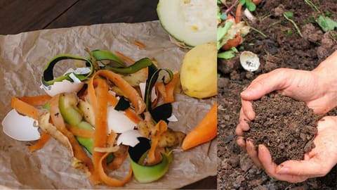 Vegetables Skins