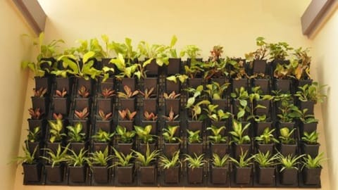 Vertical gardening