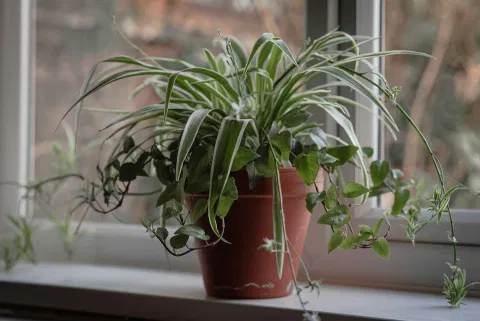 air purifiers plant 