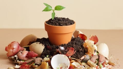 home gardening tips