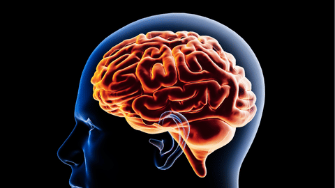 Brain