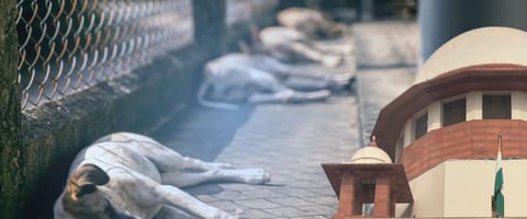 தெருநாய் கடிச்சா யார் பொறுப்பேற்பது? - உச்ச நீதிமன்றம்