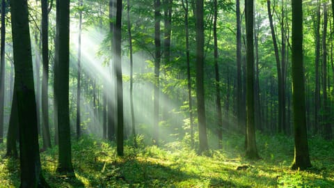 trees