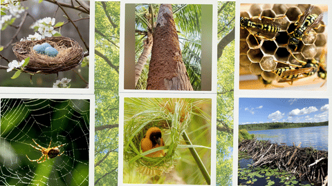 nest