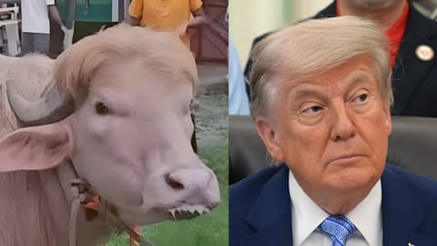 viral buffalo