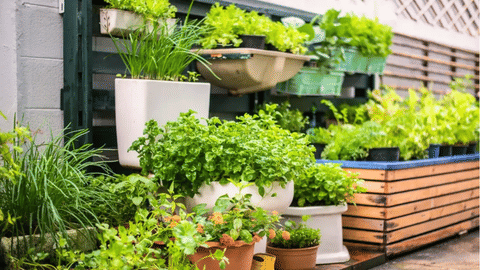 Modern Farming Ideas