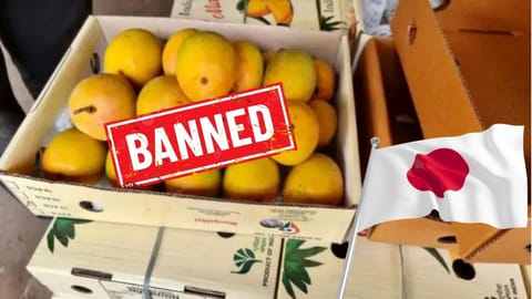 Japan Import Restrictions