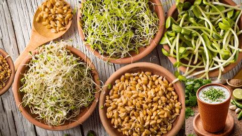 Sprouted Grains benefits