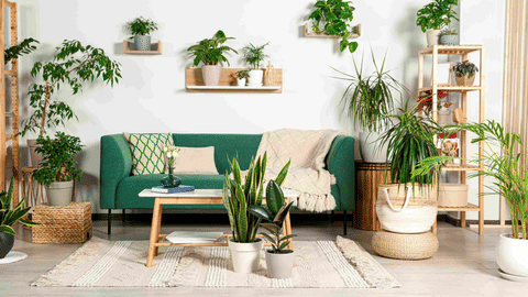 Indoor Plants
