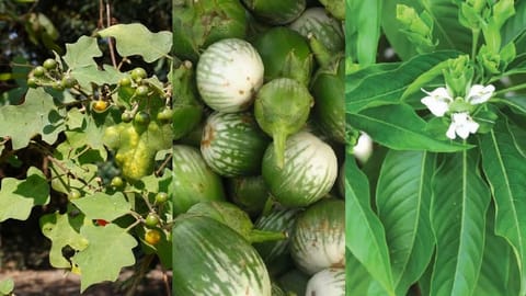 Natural immunity booster