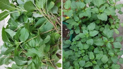 வீட்டில் கீரை வளர்ப்பது