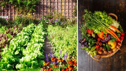 Vegetables Garden
