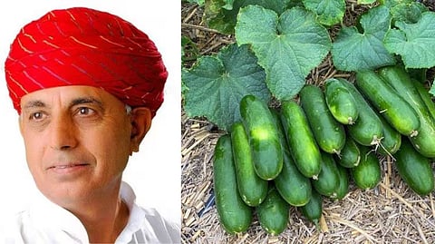 Cucumber Farming