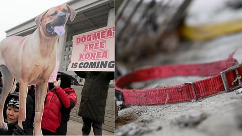 400000 Dogs Missing