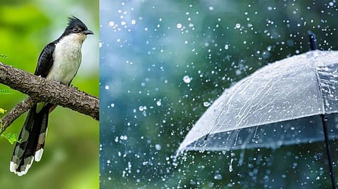 Jacobin Cuckoo