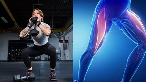 Thigh Muscles