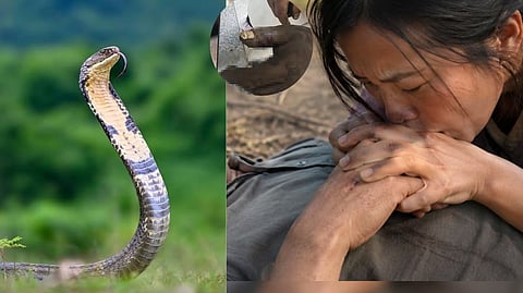 cobra snake bite