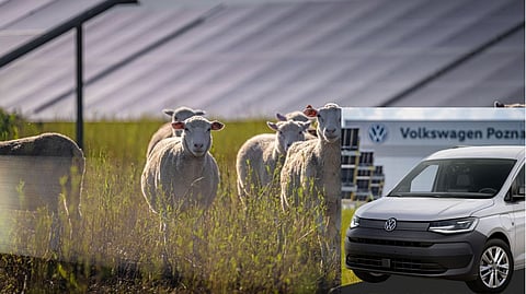 Volkswagen sheep project,