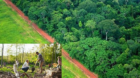 Forest restoration
