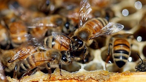 Bee population decline